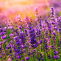 Lavender 40/42 Essential Oil - 100% Pure 139 - Zoom Thumbnail Media 1
