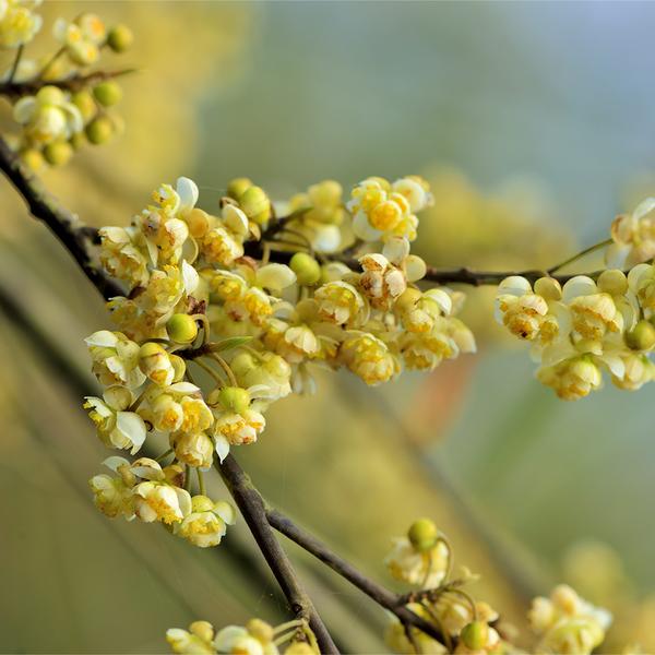 Litsea Cubeba Essential Oil 709 - Zoom Media 1