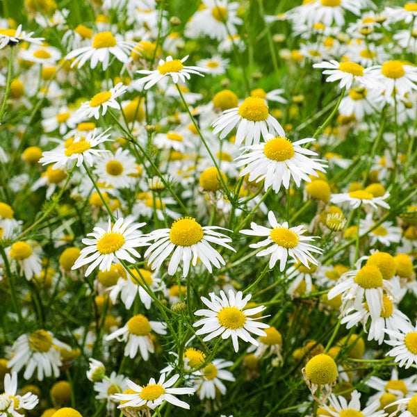 Chamomile - EO & FO Blend 823 - Zoom Media 1