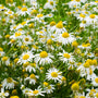 Chamomile - EO & FO Blend 823 - Zoom Thumbnail Media 1