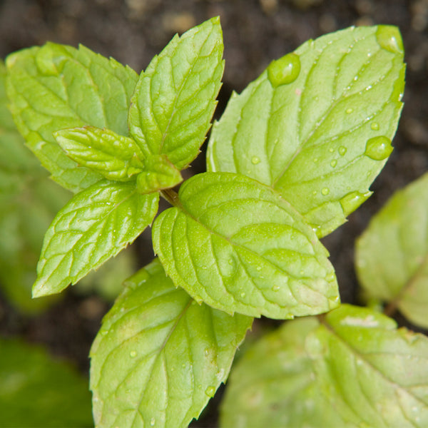 Fresh Mint - EO & FO Blend - Zoom Media 1