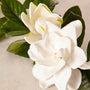 Gardenia Fragrance Oil 158 - Zoom Thumbnail Media 1