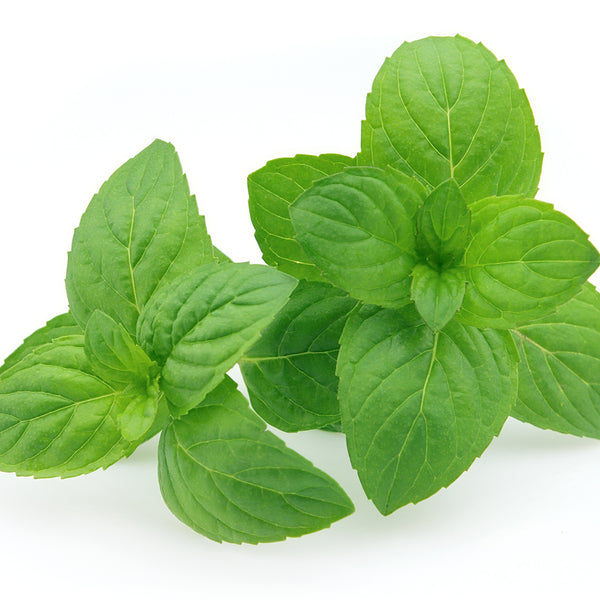 Peppermint (Redist) Essential Oil - 100% Pure 699 - Zoom Media 1