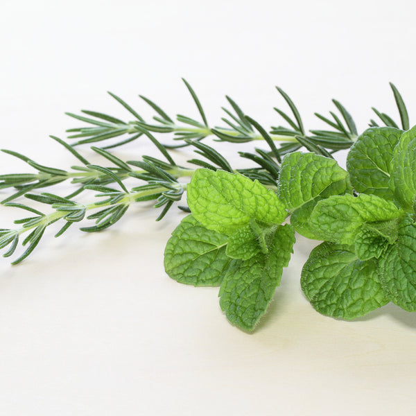 Revitalizing Rosemary Mint Fragrance Oil 209 - Zoom Media 1