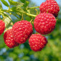 Sun Ripened Raspberry Fragrance Oil - Zoom Thumbnail Media 1