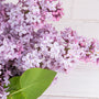 True Lilac Fragrance Oil 96 - Zoom Thumbnail Media 1