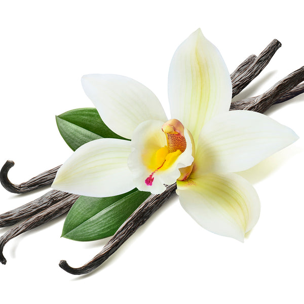 Vanilla Bean Fragrance Oil 240 - Zoom Media 1