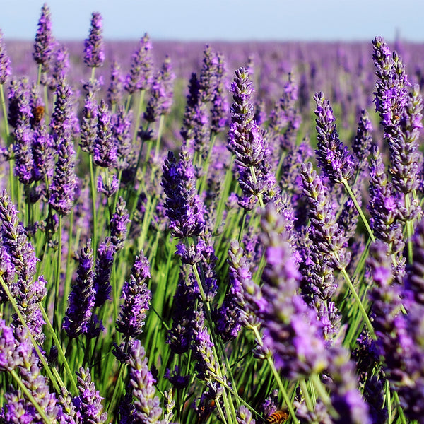 Lavender Fields - EO & FO Blend 99 - Zoom Media 1