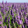 Lavender Fields - EO & FO Blend 99 - Zoom Thumbnail Media 1