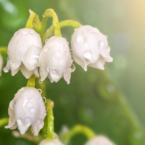 Lily of the Valley Fragrance Oil 175 - Zoom Media 1