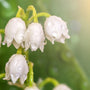Lily of the Valley Fragrance Oil 175 - Zoom Thumbnail Media 1