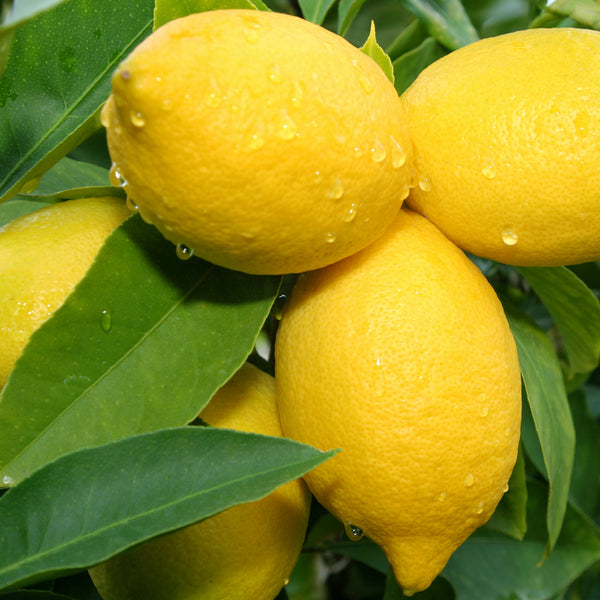 Lemon Verbena Essential Oil and Fragrance Blend 715 - Zoom Media 1