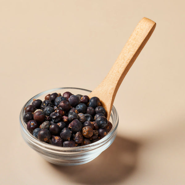 Juniper Berries (Blue) - Botanical - close-up - Zoom Media 2