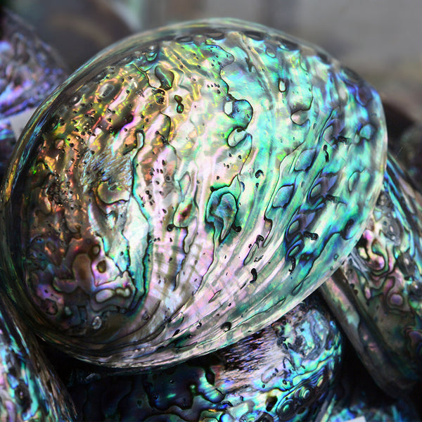Abalone & Sea Fragrance Oil 314 - Zoom Media 1