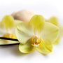 Vanilla Blossom Fragrance Oil 480 - Zoom Thumbnail Media 1