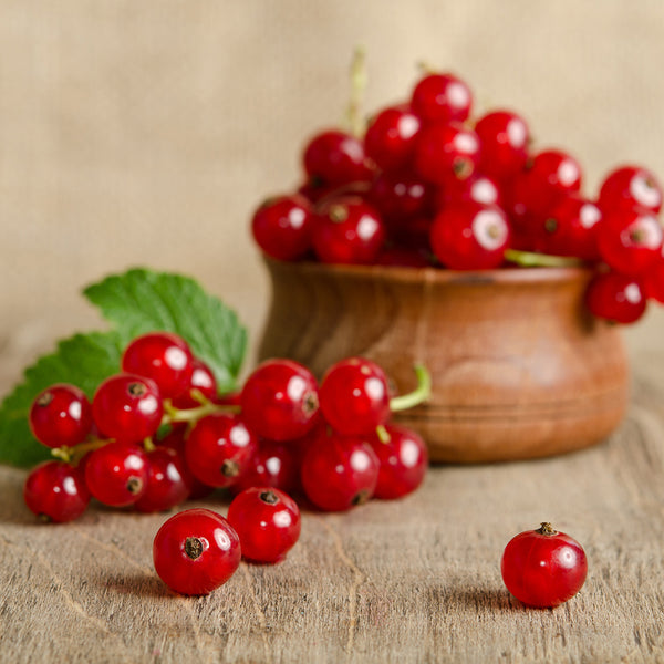 Wild Currant & Sandalwood Fragrance Oil 582 - Zoom Media 1