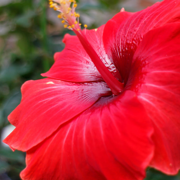 Red Hibiscus & Acai Fragrance Oil 359 - Zoom Media 1
