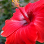 Red Hibiscus & Acai Fragrance Oil 359 - Zoom Thumbnail Media 1
