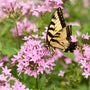 Butterfly Flower Fragrance Oil 290 - Zoom Thumbnail Media 1