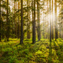 Twilight Woods Fragrance Oil 615 - Zoom Thumbnail Media 1