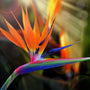 Bird of Paradise Fragrance Oil 321 - Zoom Thumbnail Media 1