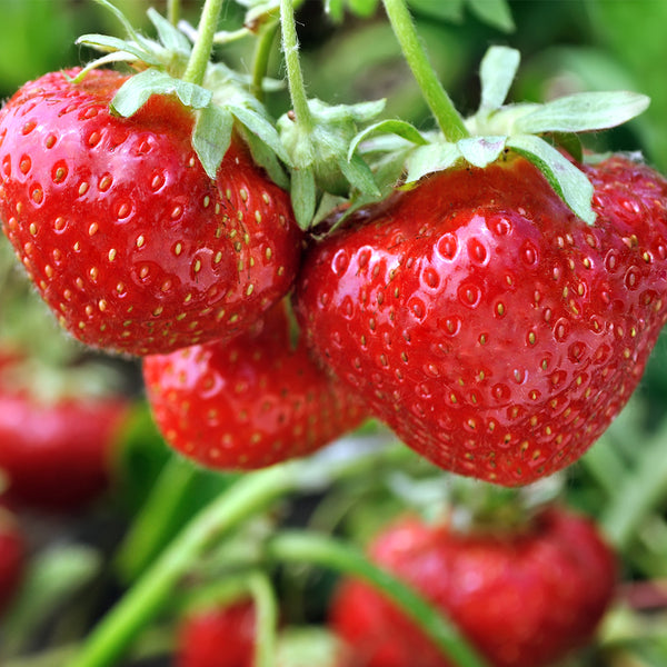 Farmer's Market Sweet Strawberry Fragrance Oil 678 - Zoom Media 1