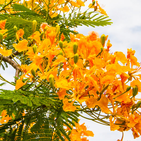 Island Nectar* Fragrance Oil 137 - Zoom Media 1