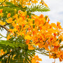 Island Nectar* Fragrance Oil 137 - Zoom Thumbnail Media 1