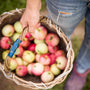Fresh Picked Apple Fragrance Oil 165 - Zoom Thumbnail Media 1