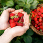 Fresh Picked Strawberry Fragrance Oil 517 - Zoom Thumbnail Media 1