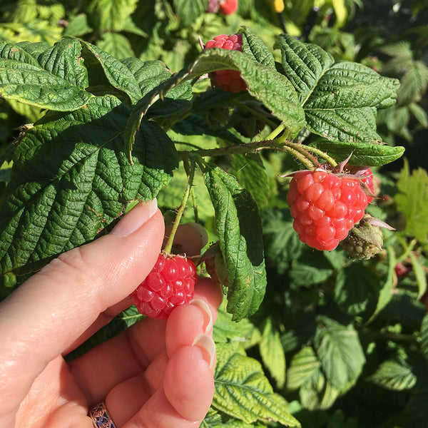 Fresh Picked Raspberry Fragrance Oil 644 - Zoom Media 1