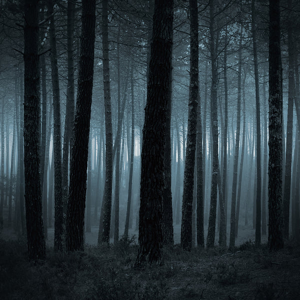 Twilight Woods for Men Fragrance Oil 693 - Zoom Media 1