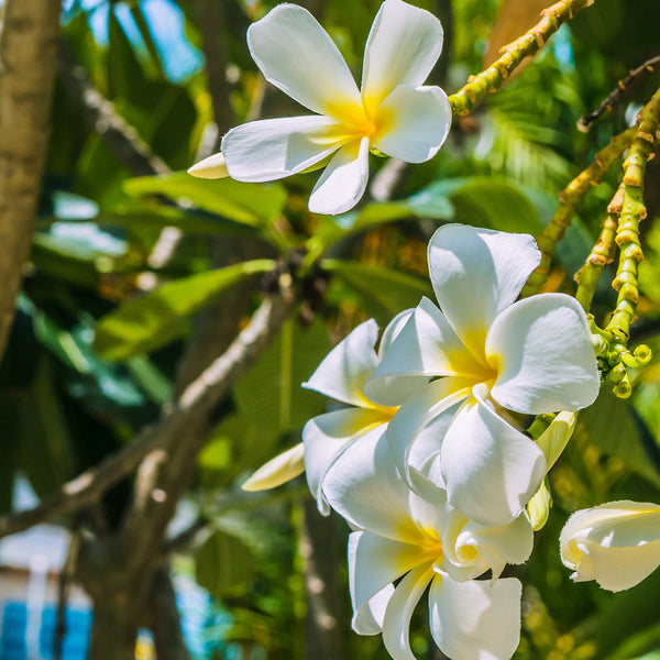 Monoi de Tahiti Fragrance Oil 127 - Zoom Media 1