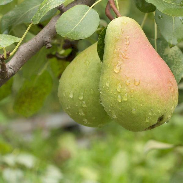Fresh Picked Pears Fragrance Oil 749 - Zoom Media 1