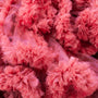 Pink Chiffon Fragrance Oil 750 - Zoom Thumbnail Media 1