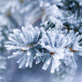 Alpine Frost Fragrance Oil 752 - Zoom Thumbnail Media 1
