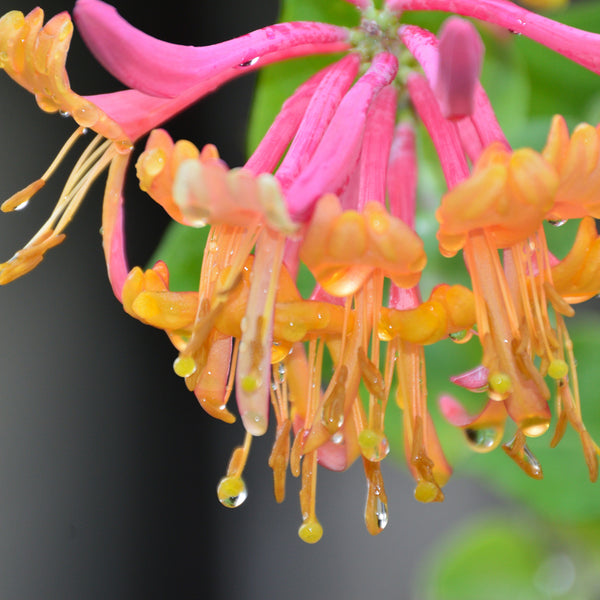 Honeysuckle & Nectar Fragrance Oil - Zoom Media 1