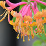 Honeysuckle & Nectar Fragrance Oil - Zoom Thumbnail Media 1