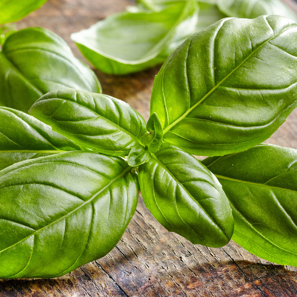 Basil Fragrance Oil 236 - Zoom Media 1