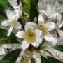 Egyptian Jasmine Fragrance Oil - Zoom Thumbnail Media 1