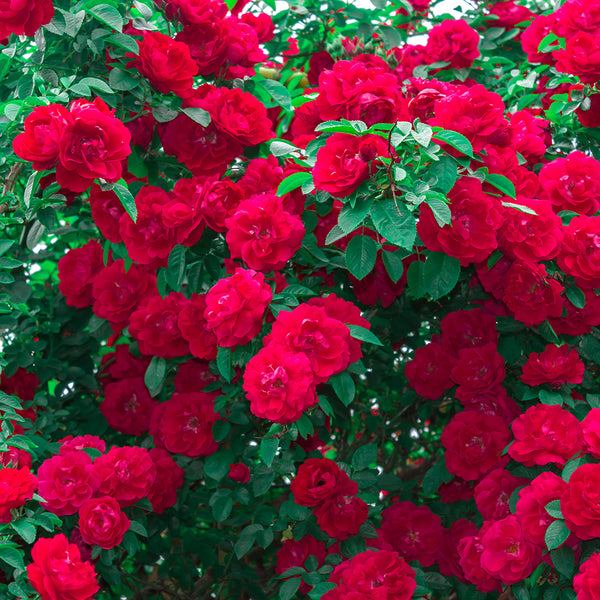 Wild Rose Fragrance Oil 771 - Zoom Media 1