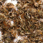 Arnica Flowers - Zoom Thumbnail Media 1