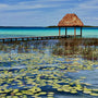 Beach Lily & Lotus Fragrance Oil 1025 - Zoom Thumbnail Media 1
