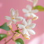 Donna Born in Roma Fragrance Oil 207 - Zoom Thumbnail Media 1