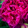Fuchsia Petals & Pink Pepper Fragrance Oil 884 - Zoom Thumbnail Media 1