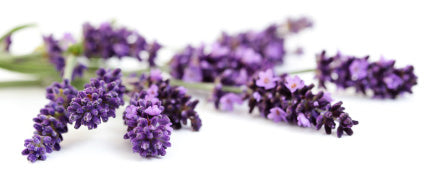 Lavender Vanilla Flavor Oil 15497 - Zoom Media 1