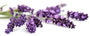 Lavender Vanilla Flavor Oil 15497 - Zoom Thumbnail Media 1