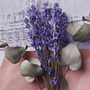Lavender Eucalyptus Fragrance Oil 1284 - Zoom Thumbnail Media 1