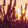 Lavender & Amber - Upcycled FO Blend 1156 - Zoom Thumbnail Media 1