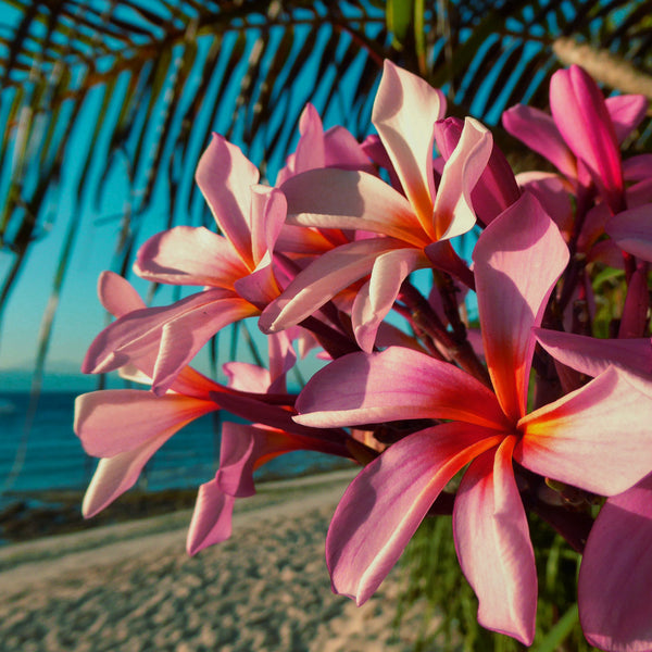 Paradise Plumeria Fragrance Oil 1135 - Zoom Media 1